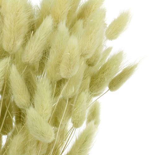 Floristik24 Samtgras Lagurus Hellgrün 100g Trockengräser