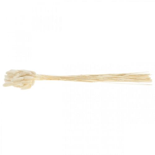 Floristik24 Lagurus getrocknet Hasenschwanzgras Gebleicht 40-50cm 50St
