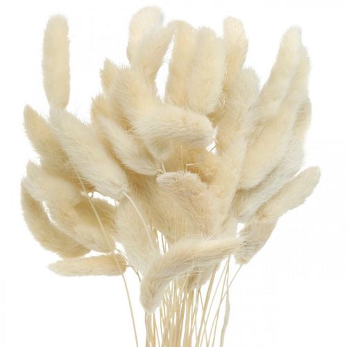Floristik24 Lagurus getrocknet Hasenschwanzgras Gebleicht 40-50cm 50St