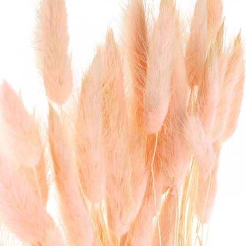 Deko-Gras Rosa, Lagurus, Naturdeko, Trockenfloristik L45–50cm 30St
