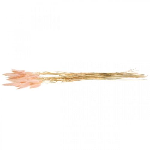 Floristik24 Deko-Gras Rosa, Lagurus, Naturdeko, Trockenfloristik L45–50cm 30 St