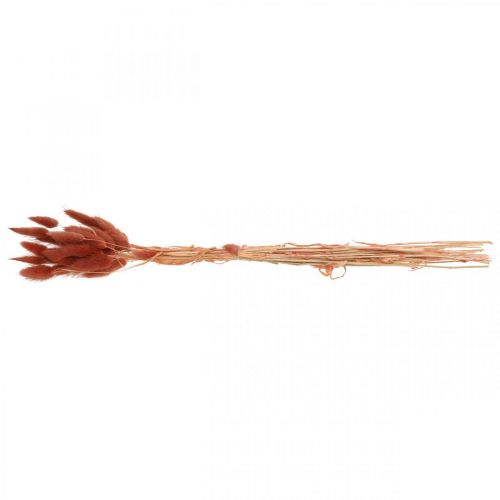 Floristik24 Trockengras Rostrot, Naturdeko, Lagurus, Trockenfloristik L45–50cm 30 St