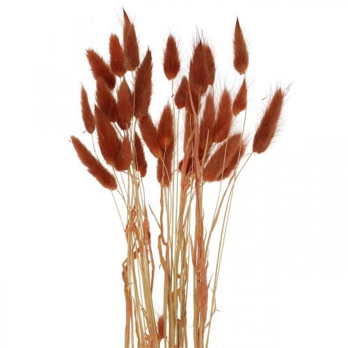 Floristik24 Trockengras Rostrot, Naturdeko, Lagurus, Trockenfloristik L45–50cm 30 St