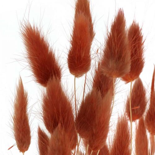 Floristik24 Trockengras Rostrot, Naturdeko, Lagurus, Trockenfloristik L45–50cm 30 St