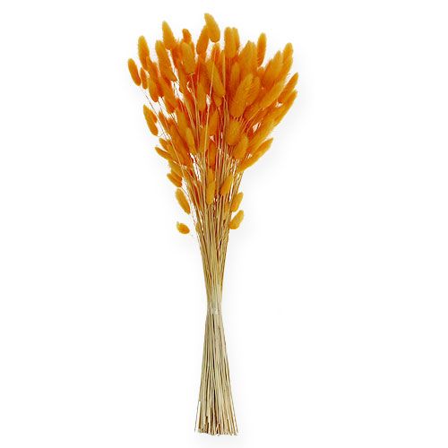 Floristik24 Deko-Gras Orange Lagurus 100gr