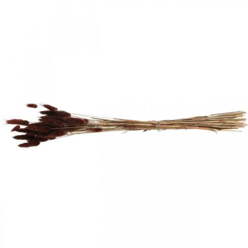 Artikel Trockenfloristik, Deko-Gras, Lagurus Braun L35–50cm 25g