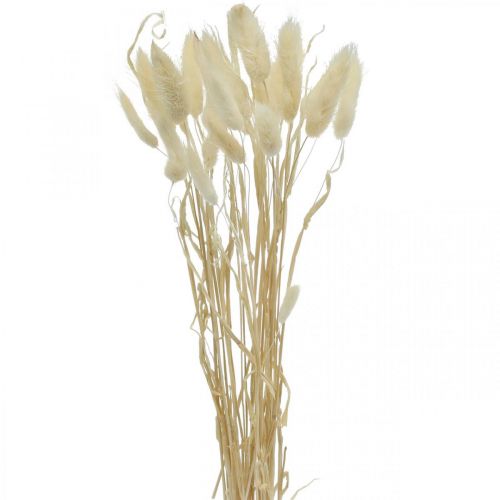 Floristik24 Lagurus getrocknet Deko, Samtgras, Hasenschwanzgras, Trockendeko Gebleicht L20–60cm 30 St