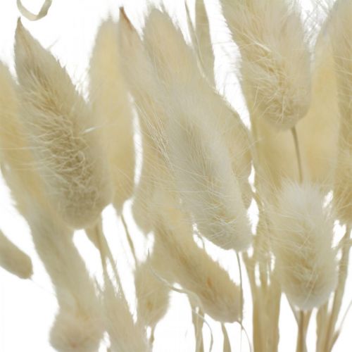 Floristik24 Lagurus getrocknet Deko, Samtgras, Hasenschwanzgras, Trockendeko Gebleicht L20–60cm 30 St