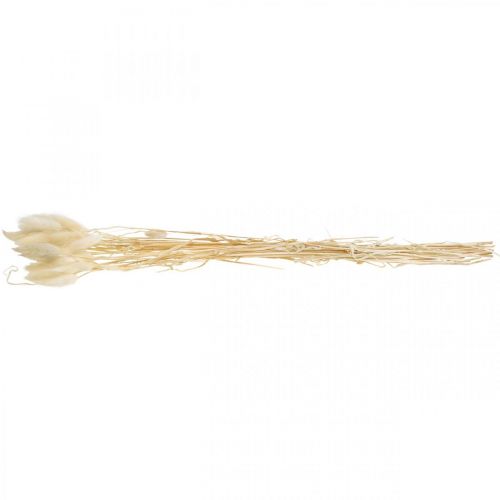 Floristik24 Lagurus getrocknet Deko, Samtgras, Hasenschwanzgras, Trockendeko Gebleicht L20–60cm 30 St