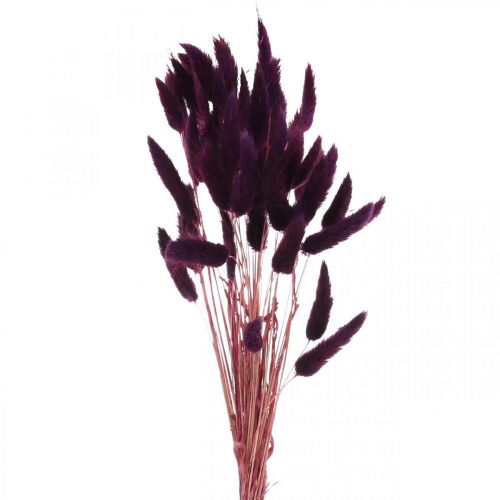 Floristik24 Samtgras Violett, Hasenschwanz-Gras, Lagurus L18-50cm 25g