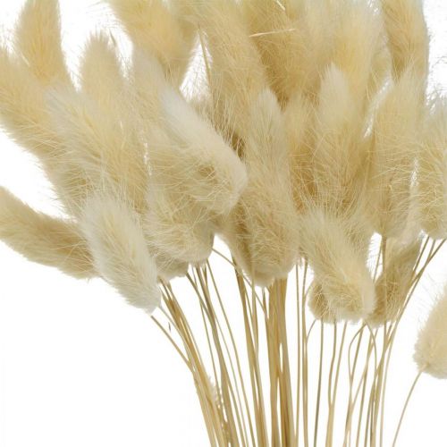 Floristik24 Deko-Gras, Süßgras gebleicht, Lagurus ovatus, Samtgras L40–55cm 25g