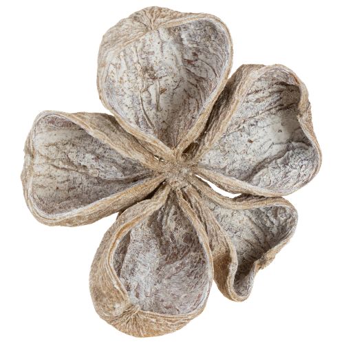 Artikel Landlotus Weiß gewaschen 6-12cm 50 St