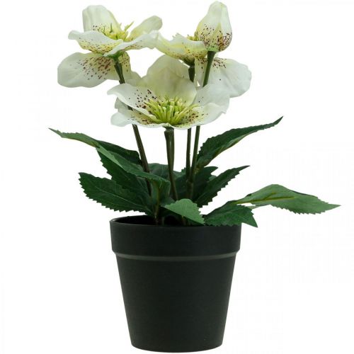 Floristik24 Lenzrose Nieswurz Christrose Topf Kunstblumen H25cm Weiß
