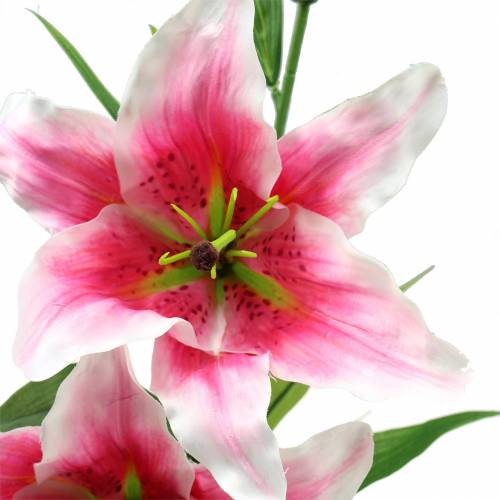 Floristik24 Orientalische Lilie "Stargazer" Weiß, Pink 86cm