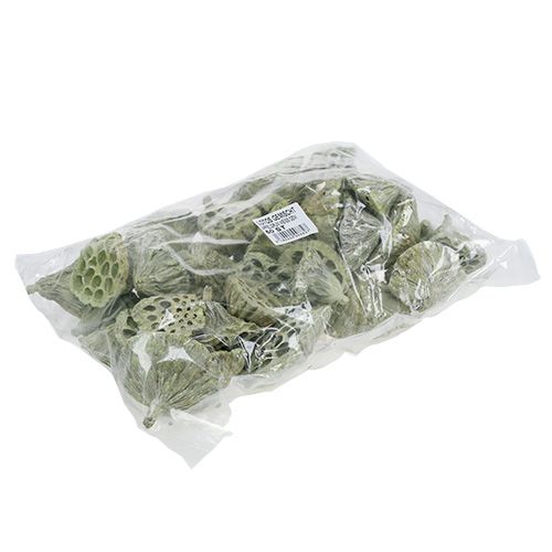 Artikel Lotos Kolben Mix Grün gewaschen Ø6cm - 10cm 50 St