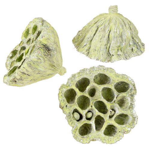 Artikel Lotos Kolben Mix Grün gewaschen Ø6cm - 10cm 50 St