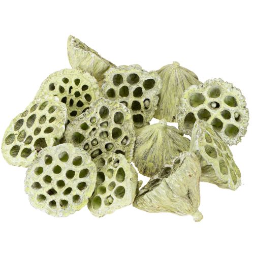 Artikel Lotos Kolben Mix Grün gewaschen Ø6cm - 10cm 50 St