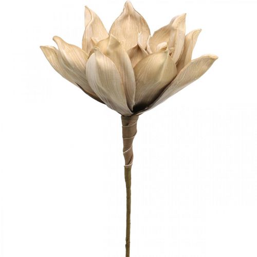 Floristik24 Lotusblume, Lotusblüte Deko, Kunstpflanze Beige L66cm