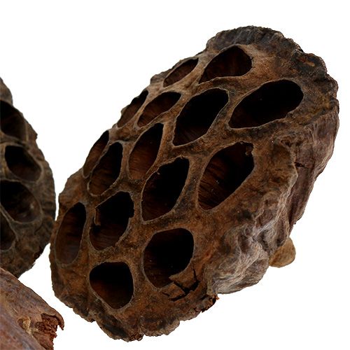 Artikel Lotos Kolben groß 100 St Natur