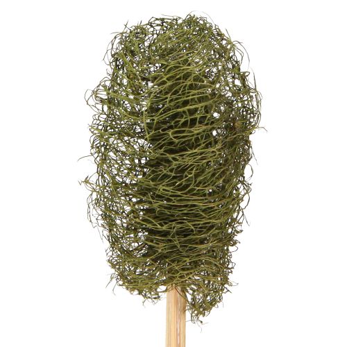 Floristik24 Luffa klein am Stiel Schwammgurke Dunkelgrün 5-7cm 25 St