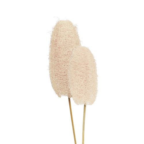 Luffa klein am Stiel gebleicht 25St