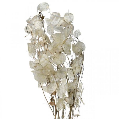 Floristik24 Lunaria Trockenblumen Mondviole Silberblatt getrocknet 60-80cm 30g