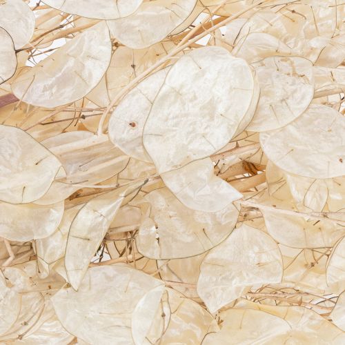 Artikel Lunaria Trockenblumen Mondviole Silberblatt getrocknet 60-80cm 30g