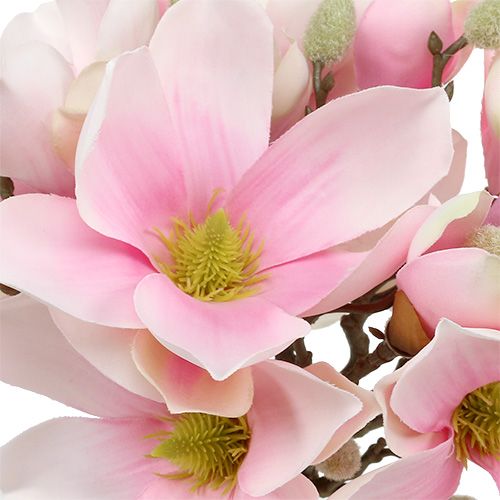 Floristik24 Magnolienbund Rosa 40cm 5St