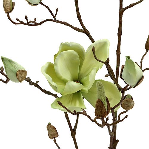 Floristik24 Magnolienzweig Grün L110cm