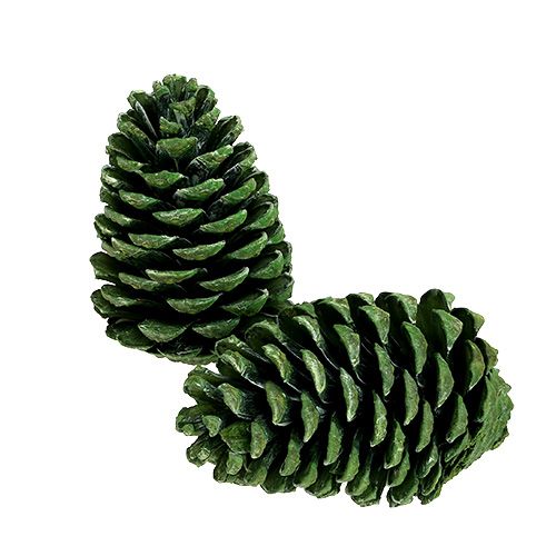 Floristik24 Maritima Zapfen 10cm - 16cm Grün gefrostet 12 St
