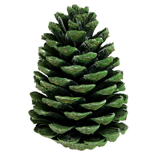 Artikel Maritima Zapfen 10cm - 16cm Grün gefrostet 12 St