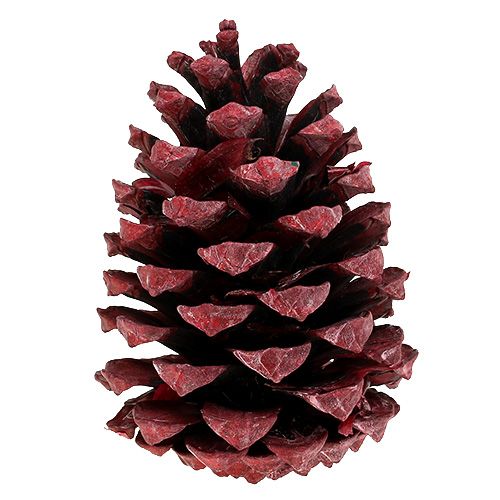 Artikel Maritima Zapfen 10-15cm Rot gefrostet 12 St