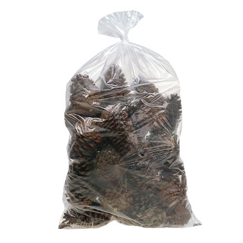 Maritima Zapfen 14/18 natur 25St | Floristik24.at
