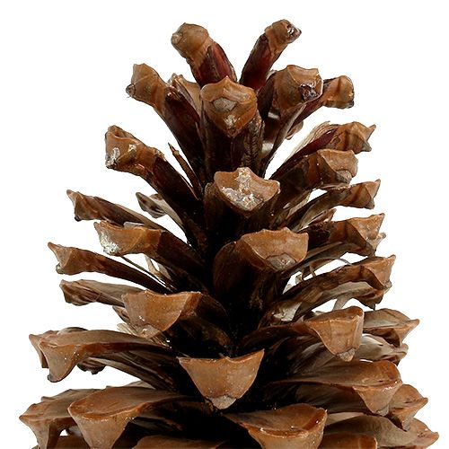 Floristik24 Maritima Zapfen 17+ natur 25 St