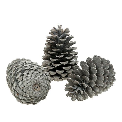 Artikel Maritima Zapfen 10cm - 14cm weißgewaschen 25 St