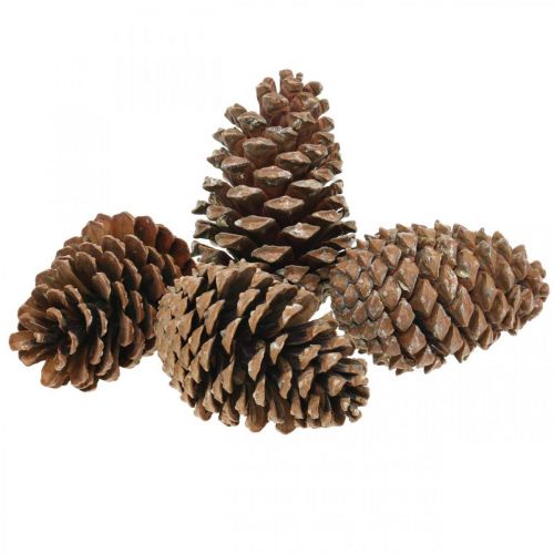 Floristik24 Maritima Zapfen, Trauerfloristik, Adventsdeko, Naturprodukt H12–15cm Ø6,5–10cm 50St