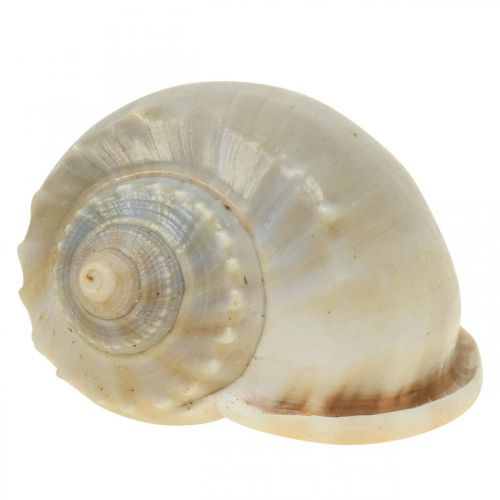 Floristik24 Maritime Deko Schneckenhäuser Seeschnecken 4–8cm 10 St