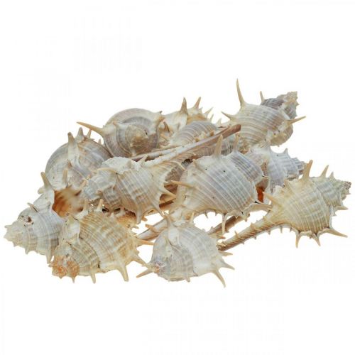 Floristik24 Maritime Deko Schneckenhäuser Stachelschnecke 3–6cm 1kg