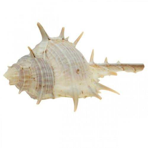 Floristik24 Maritime Deko Schneckenhäuser Stachelschnecke 3–6cm 1kg