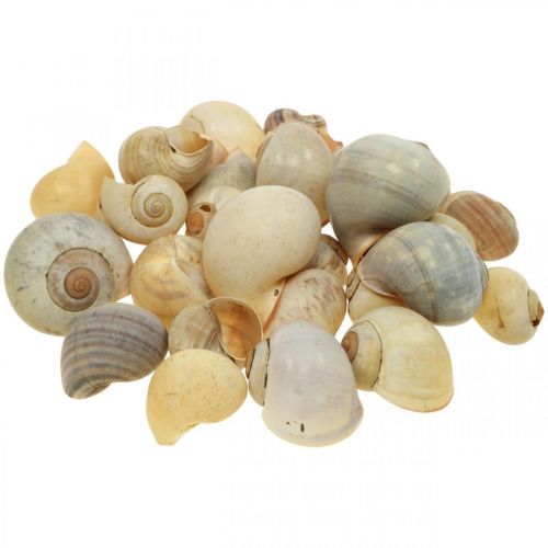 Floristik24 Maritime Deko Schneckenhaus Natur Schnecken leer 2–5cm 1kg