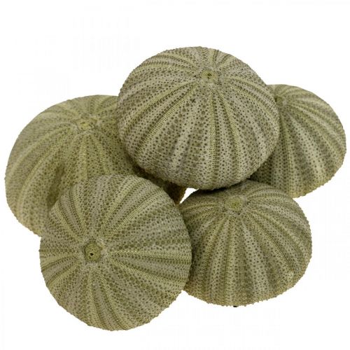 Artikel Maritime Deko Seeigel Deko Grün Sommerdeko Ø5-6cm 17 St