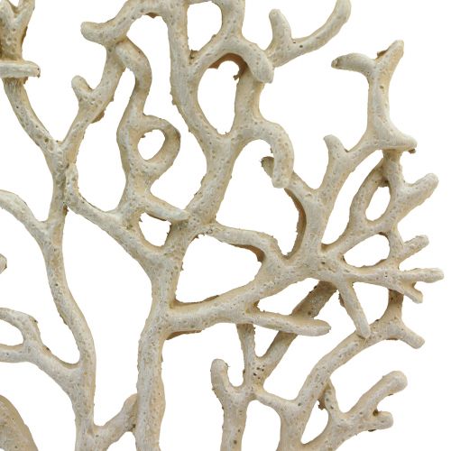 Floristik24 Maritime Tischdeko Koralle Beige Deko Koralle Polyresin H20cm