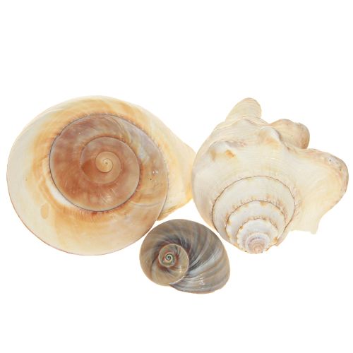 Artikel Meeresschnecke Seeschnecke Gehäuse Maritim Natur 400g