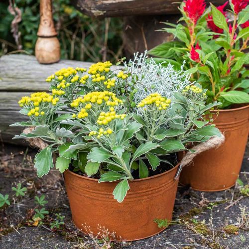 Floristik24 Metalltopf mit Seilgriffen, Pflanzschale, Herbst, Edelrost Ø22cm H12cm