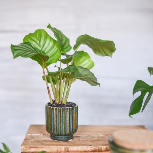 Floristik24 Mini-Blumentopf, Übertopf aus Keramik, Pflanzgefäß gewellt Grün, Braun Ø8cm H8,5cm