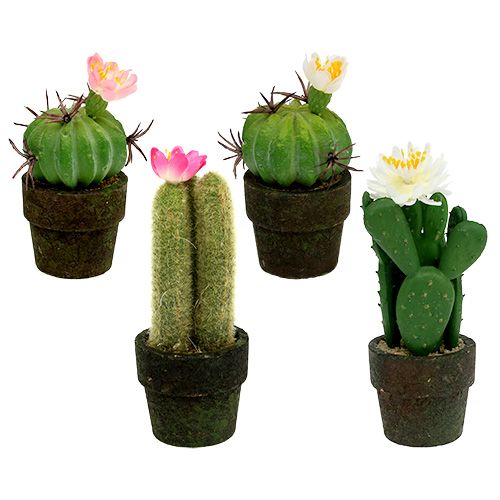 Floristik24 Mini Kaktus mit Blüten H9-12cm 4St