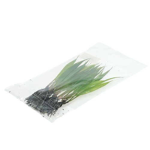 Floristik24 Minigras mit Wurzeln 18cm Grün 6St