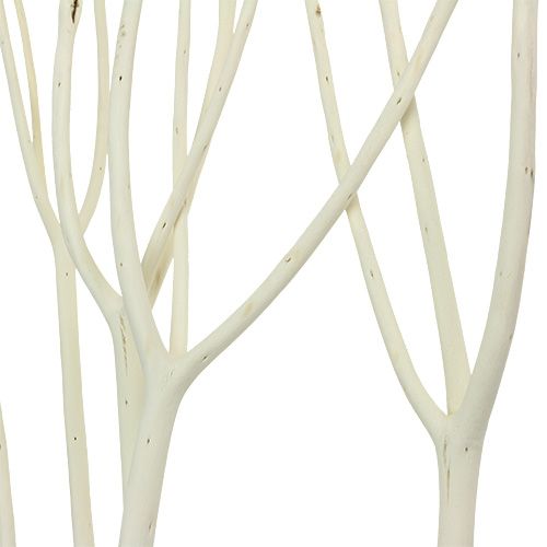 Floristik24 Mitsumata Deko Zweige 115cm gebleicht 3 St