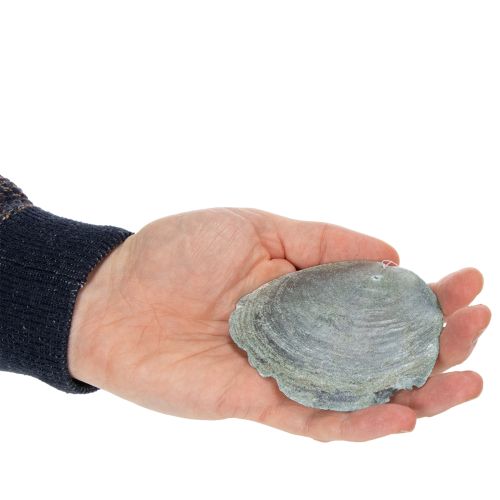 Artikel Windspiel Capiz Muscheln für entspannte Balkon Dekoration und harmonischen Klang 57cm