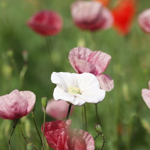 Artikel Blumenstecker Mohn Keramikblume detailverliebt für edle Garten Akzente 42cm 4St